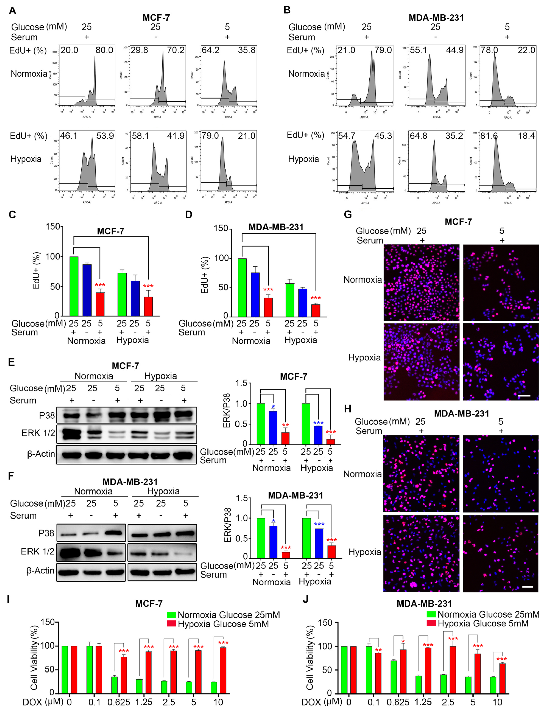 在低氧低糖条件下，体外乳腺癌细胞进入休眠状态，并对DOX产生耐药性