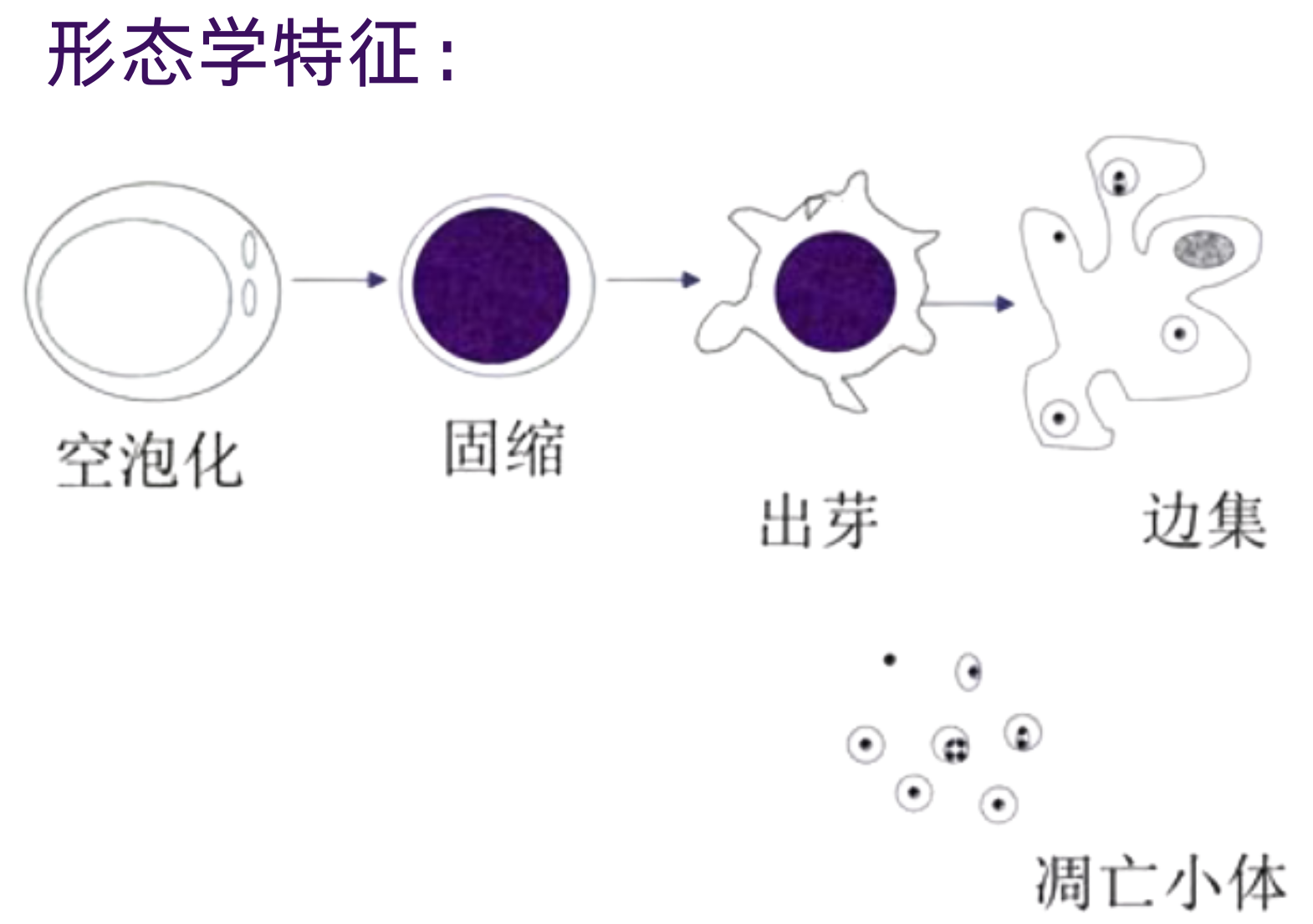 细胞凋亡的过程