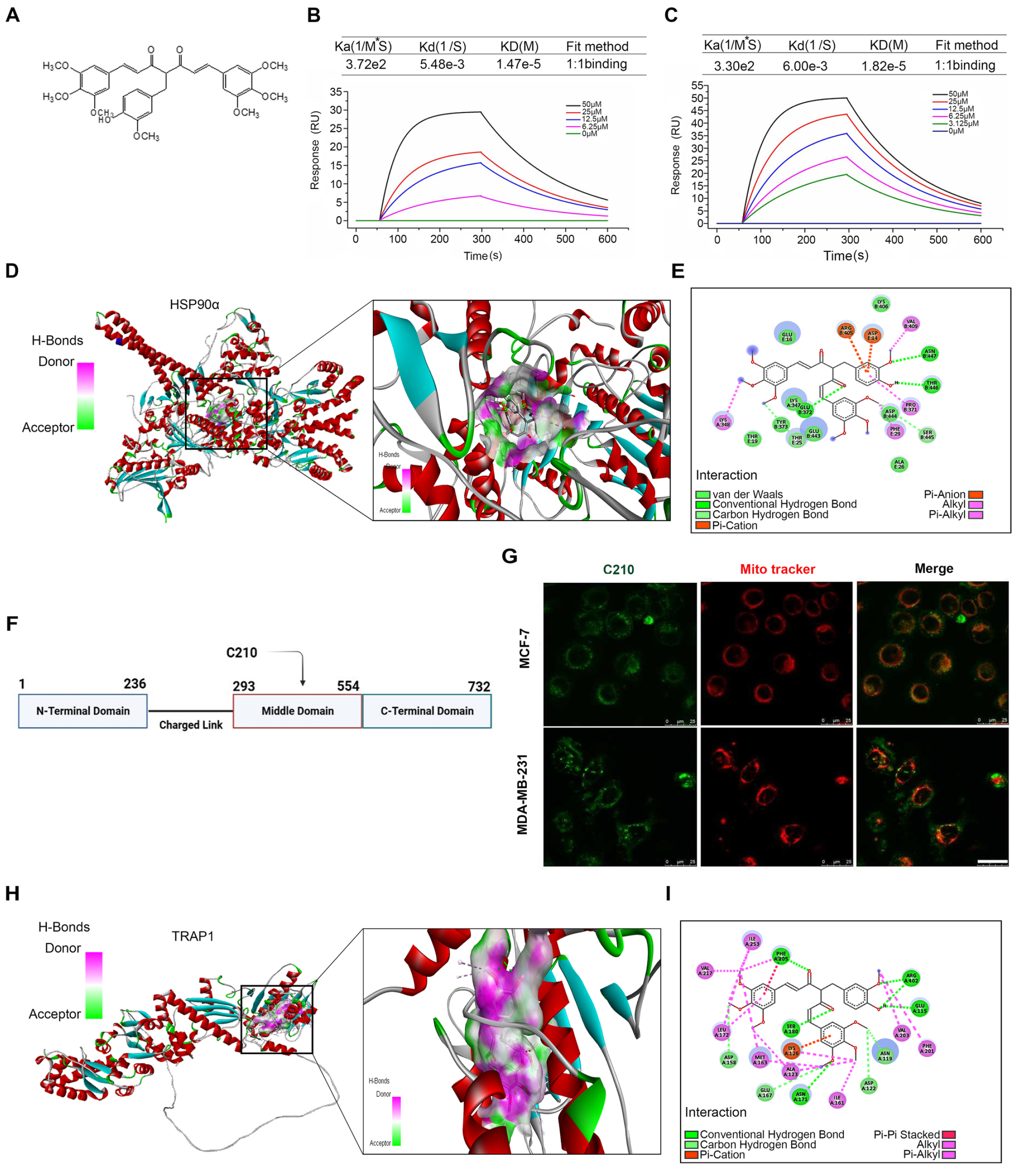 C210直接结合并抑制HSP90α和TRAP1