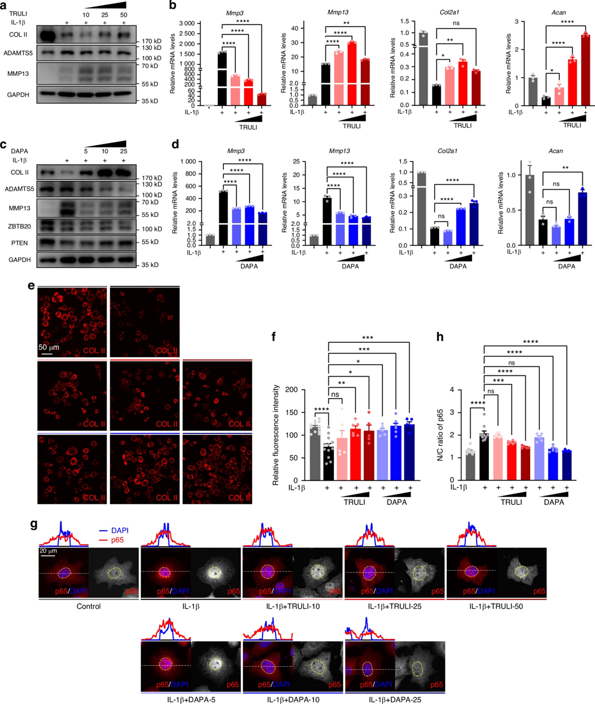 TRULI和DAPA恢复软骨细胞的ECM稳态