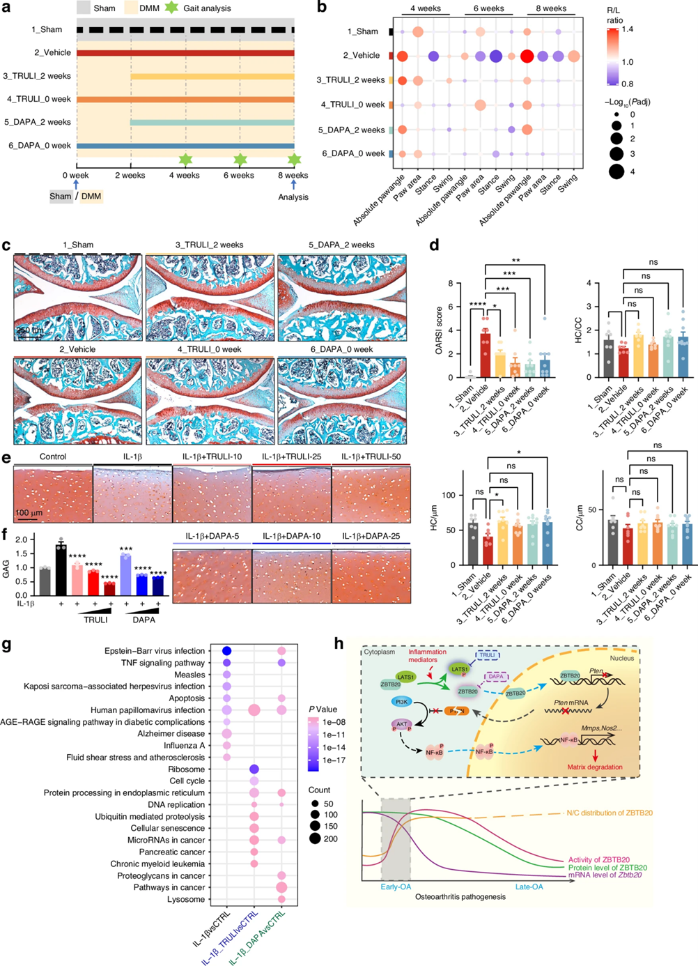 TRULI和DAPA均可缓解OA病程发展
