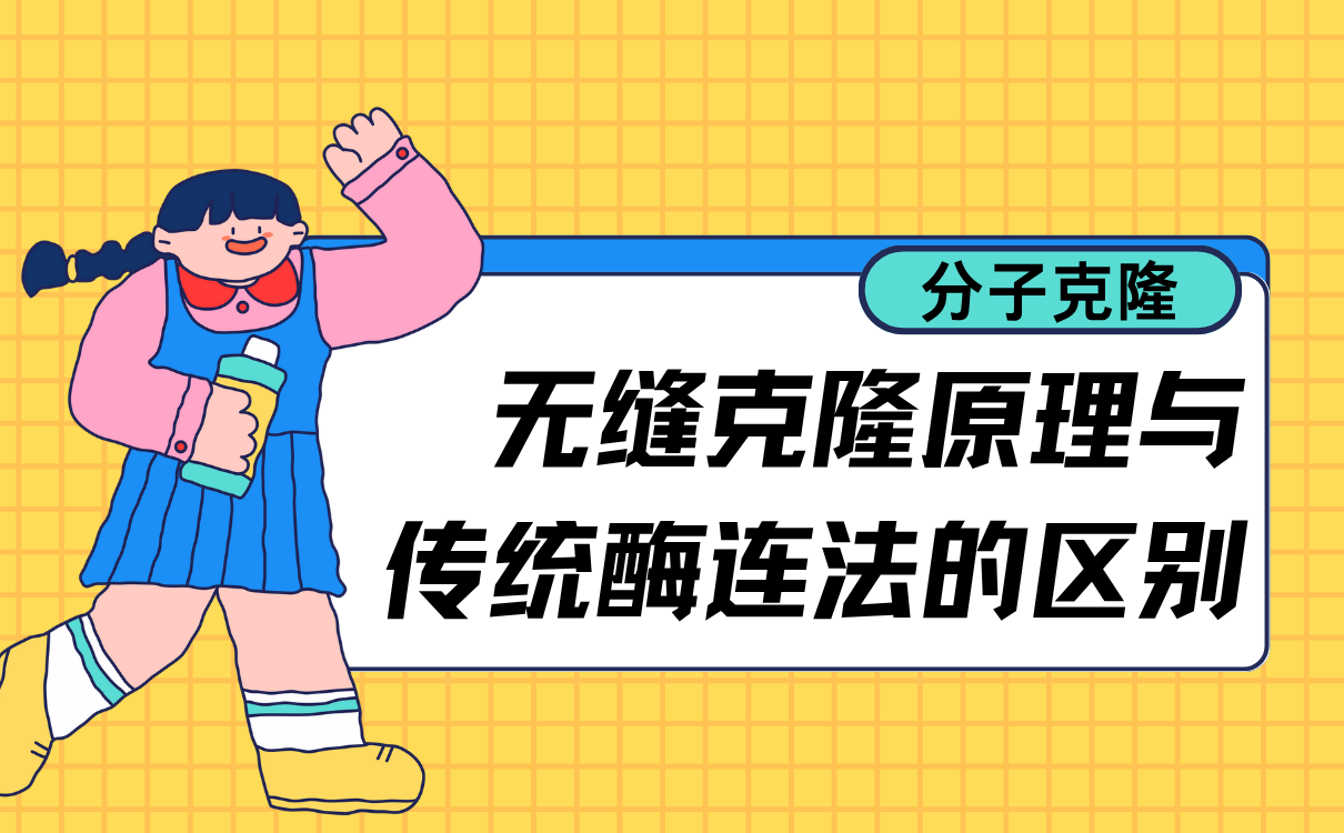 无缝克隆原理与传统酶连法的区别