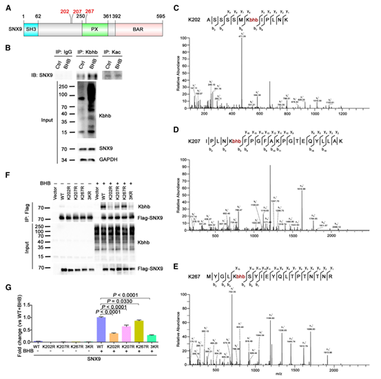 SNX9在三个特定的赖氨酸残基上被β-羟丁酰化