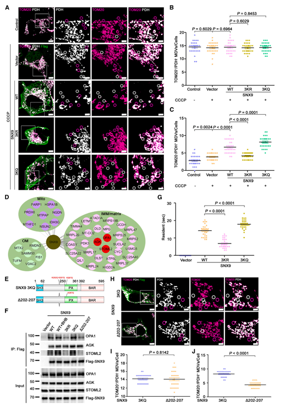 SNX9 Kbhb增强与IMM/基质蛋白的相互作用，促进IMM/基质MDV形成