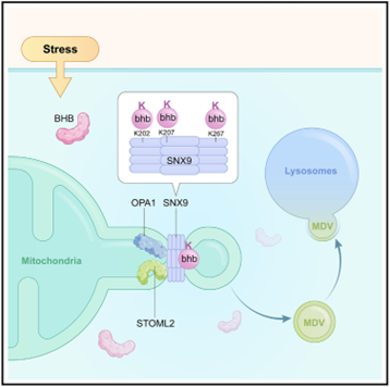 BHB促进MDV的形成和改善线粒体功能模式图