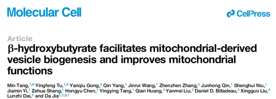 线粒体质量控制新机制