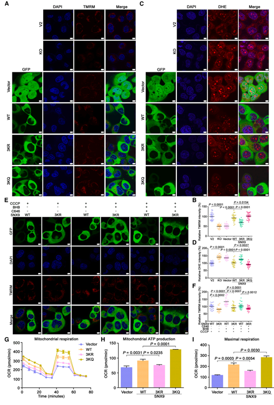 SNX9 Kbhb改善细胞线粒体功能