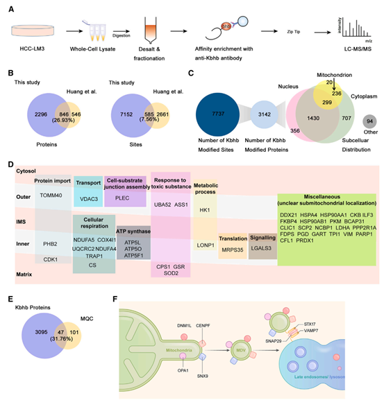 β-羟基丁酰化修饰组学揭示了Kbhb在调节线粒体功能中的潜在作用