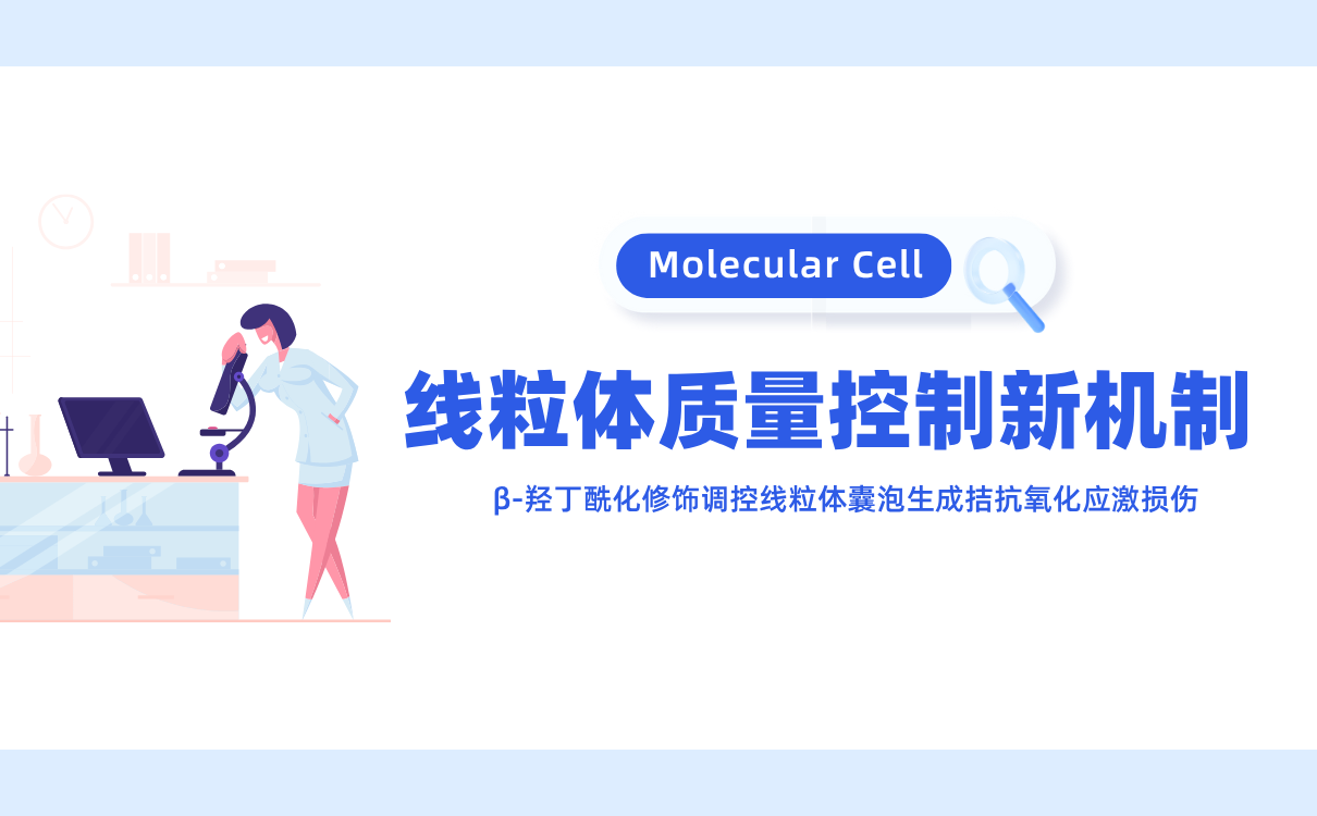 线粒体质量控制新机制