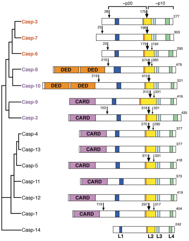 Caspase的催化和激活裂解位点示意图