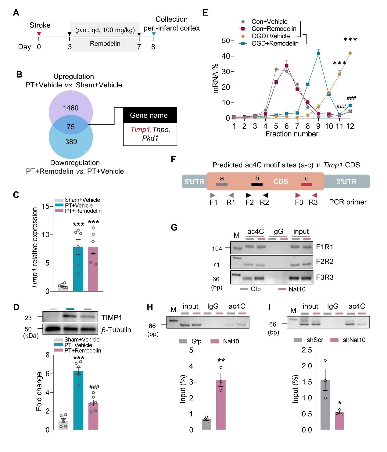 NAT10通过ac4C修饰增强Timp1的mRNA来提高Timp1的翻译水平