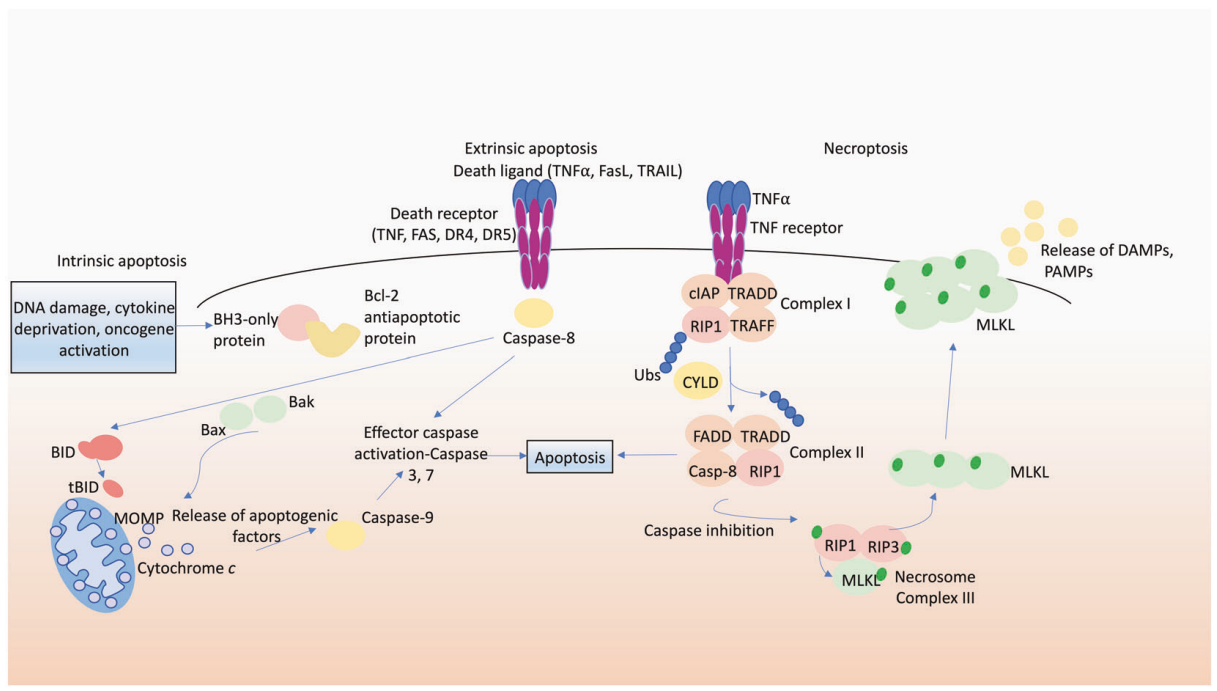 细胞凋亡和坏死下垂的分子途径
