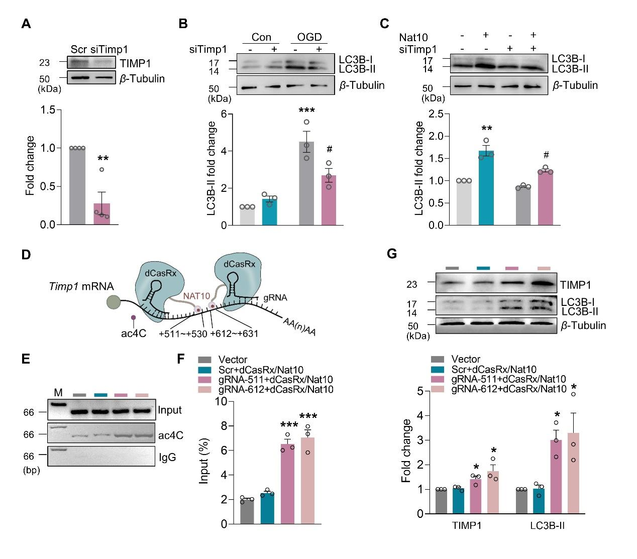NAT10通过TIMP1调控星形细胞自噬
