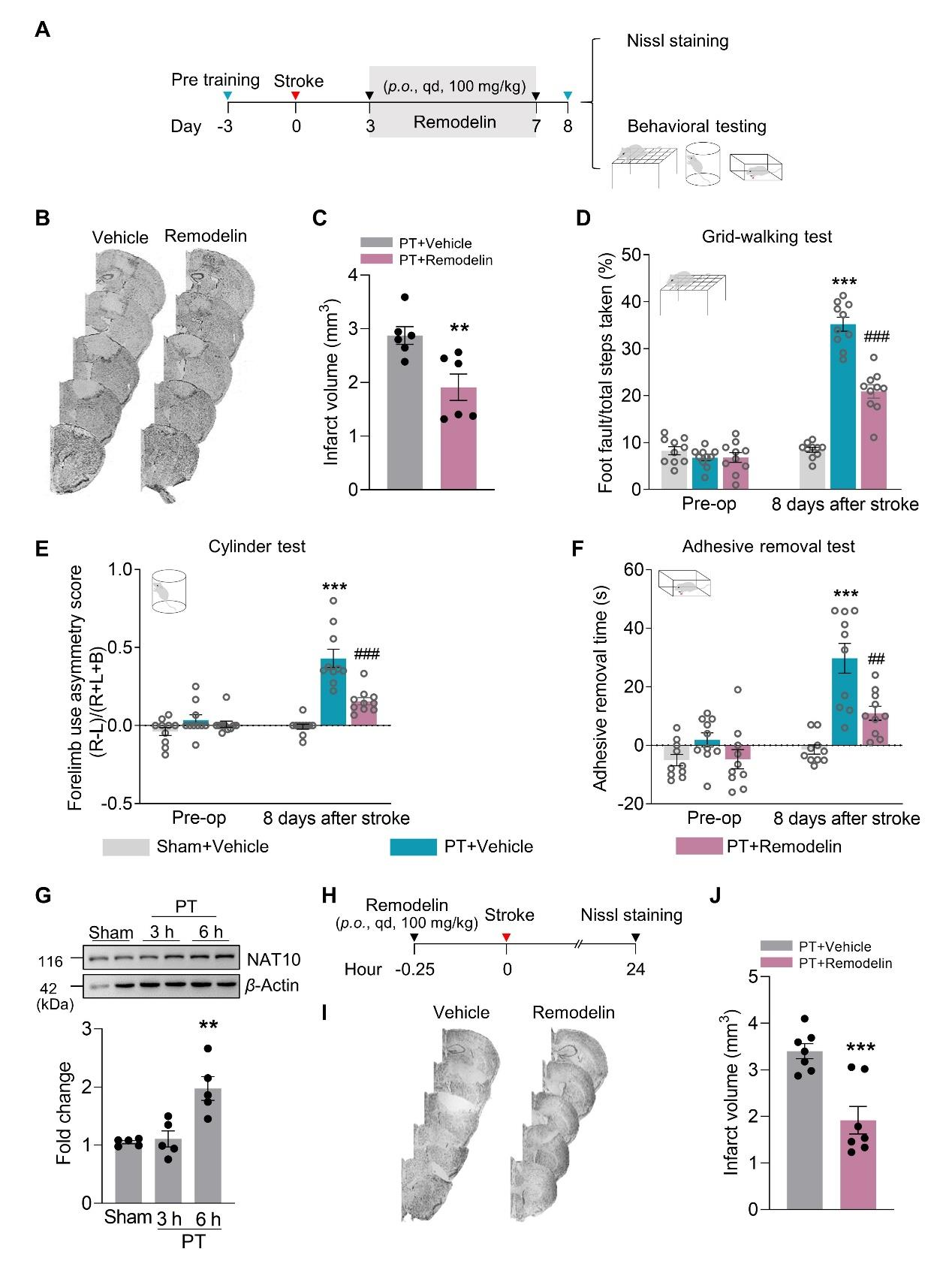 抑制NAT10可促进PT小鼠功能恢复