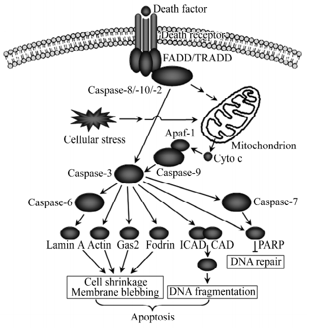 凋亡执行子半胱天冬酶的下游底物