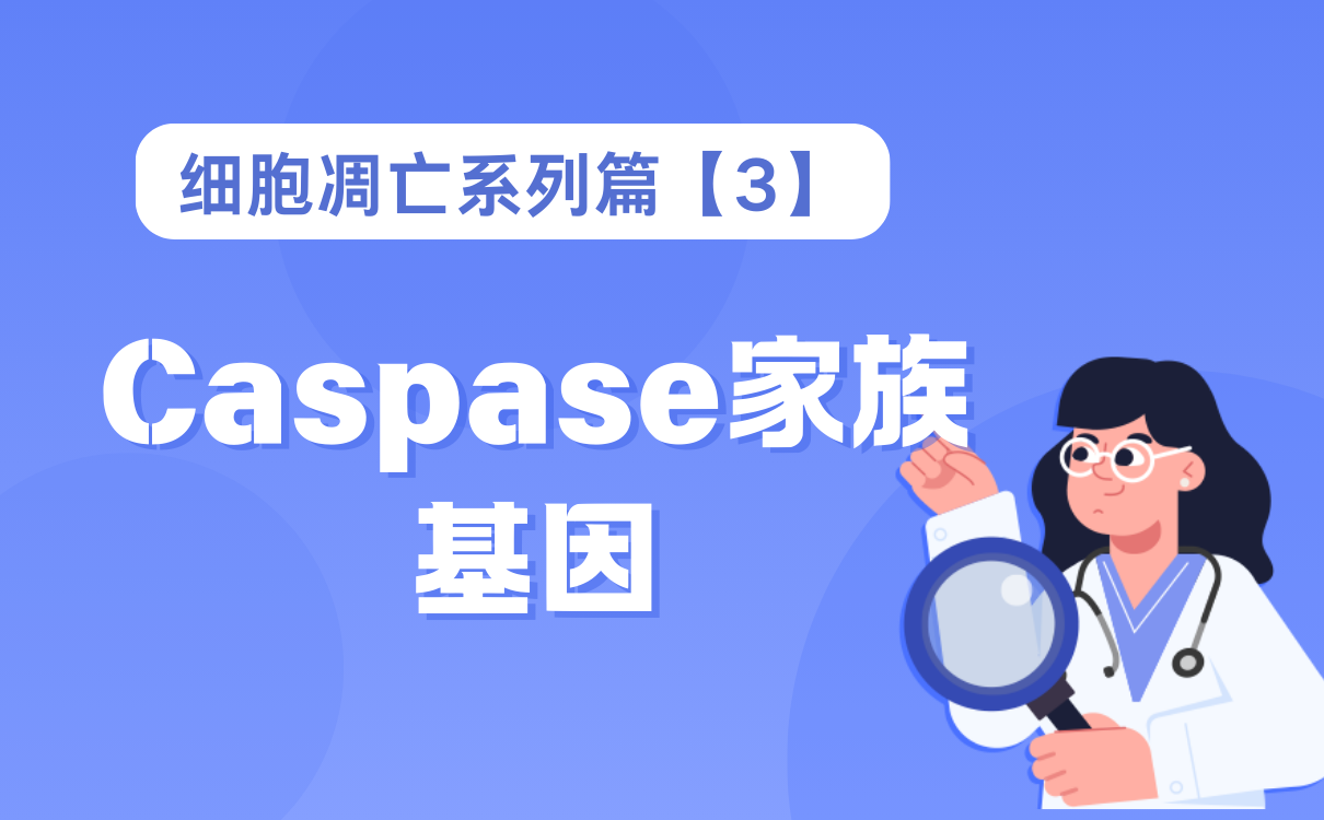 Caspase家族基因