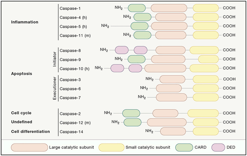 Caspase家族成员及结构域示意图