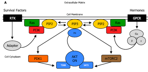 PI3K/AKT激活过程