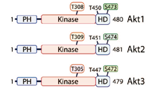 AKT三种亚型结构域