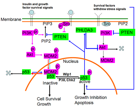 PI3K/AKT/p53信号环路及其参与细胞凋亡调控