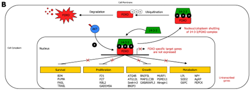 PI3K/AKT介导FoxO磷酸化抑制细胞凋亡