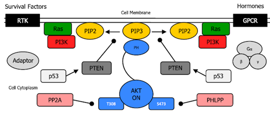PI3K/AKT的抑制