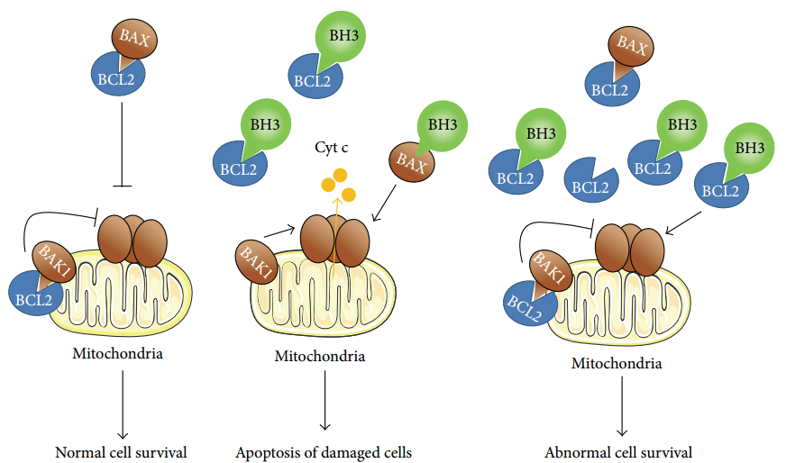不同细胞类型中BCL2蛋白家族之间的相互作用