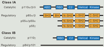I类PI3K不同亚基的蛋白结构