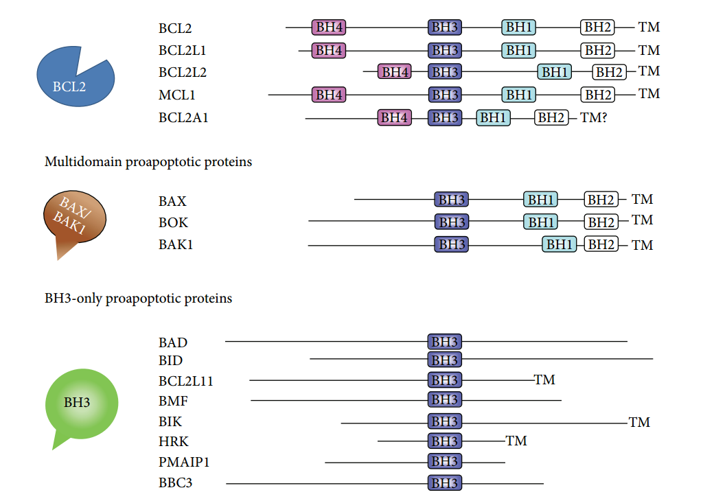 Bcl-2家族的三种主要亚型