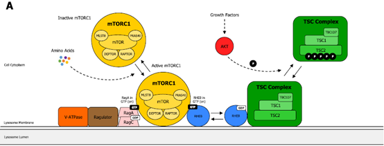 PI3K/AKT通过TSC复合物调节mTORC1活性，抑制细胞凋亡