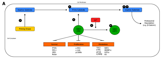PI3K/AKT介导GSK3磷酸化参与细胞凋亡调控