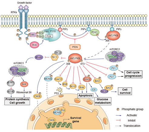 PI3K/AKT磷酸化其下游底物抑制凋亡
