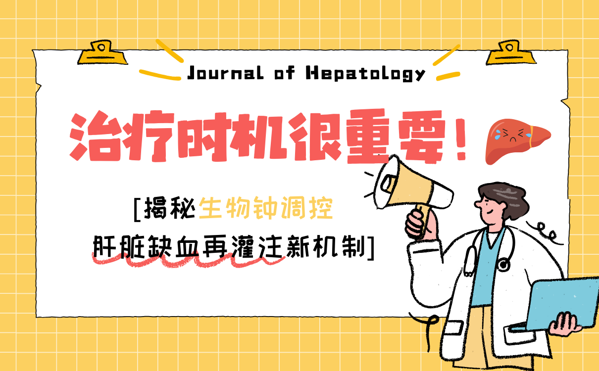 揭秘生物钟调控肝脏缺血再灌注新机制