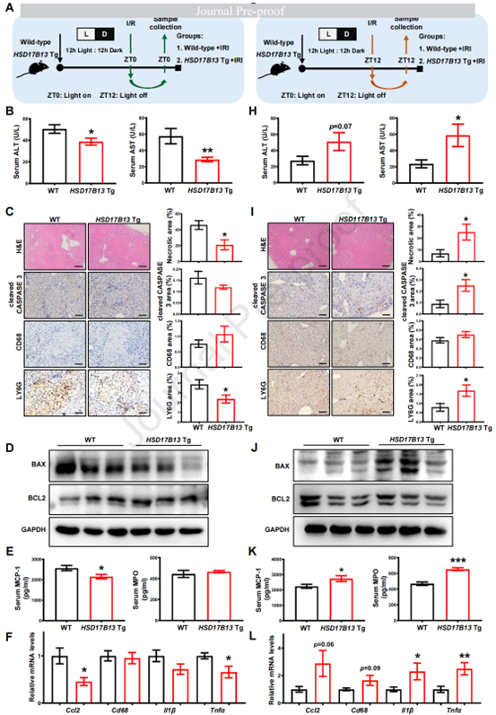 肝细胞HSD17B13过表达对HIRI治疗的时间依赖性效应