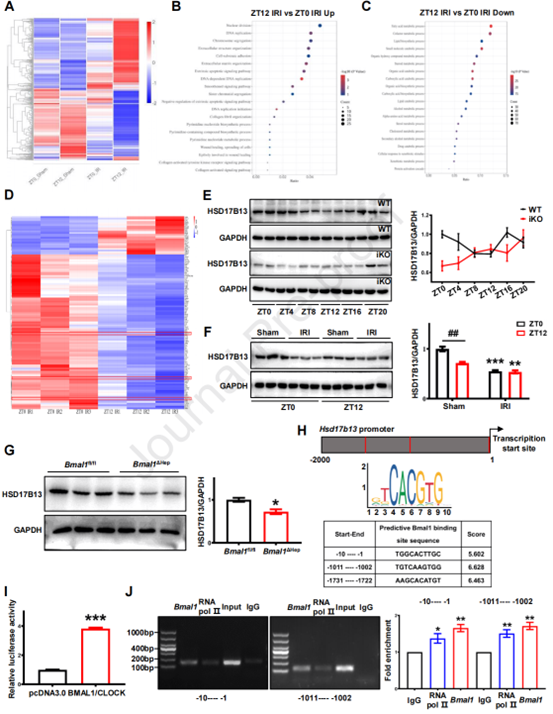 HSD17B13被确定为肝细胞中BMAL1的新靶标