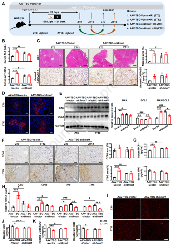 肝细胞中BMAL1的敲低消除了HIRI的昼夜变化并加剧了肝损伤