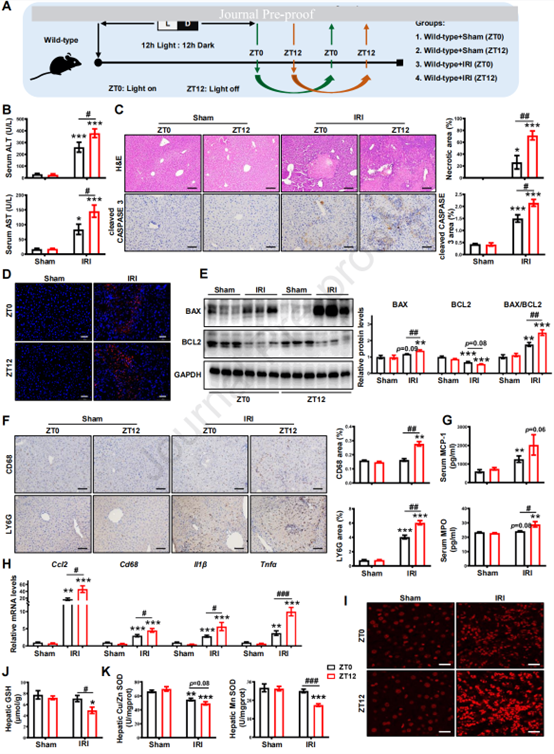 HIRI在小鼠中呈现昼夜节律变化
