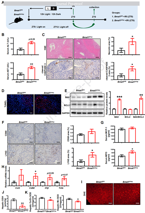 肝细胞中BMAL1的敲除加剧了肝损伤