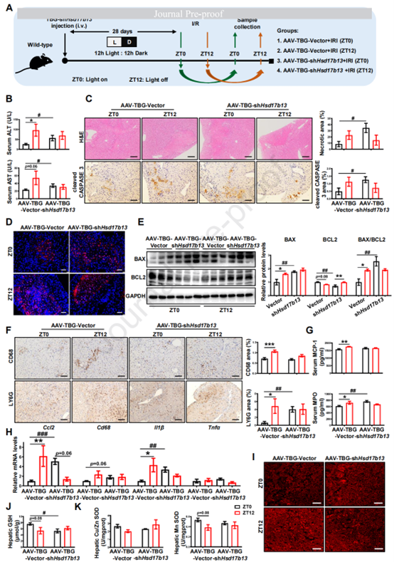 肝细胞中Hsd17b13的敲除消除HIRI昼夜差异并加剧肝损伤
