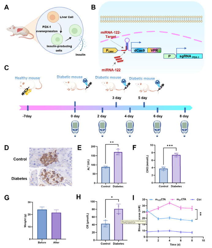 m122CTA系统在糖尿病小鼠模型中的治疗应用