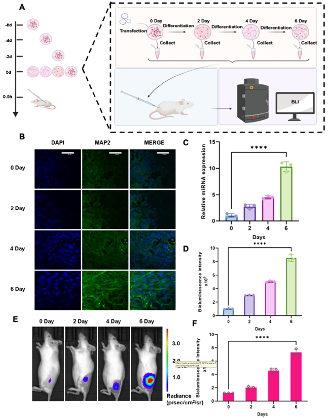 利用mCTA系统对miR-9进行活体成像