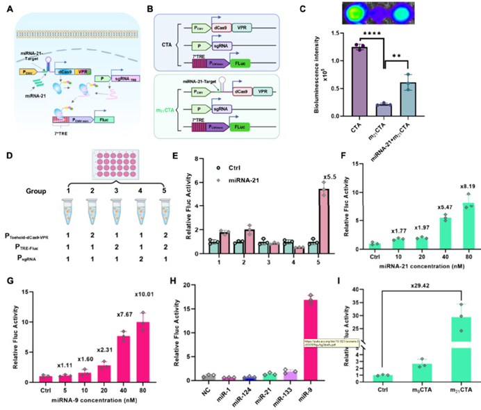 哺乳动物细胞中mCTA系统的验证与优化