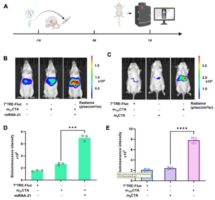 验证mCTA系统的深层组织成像能力
