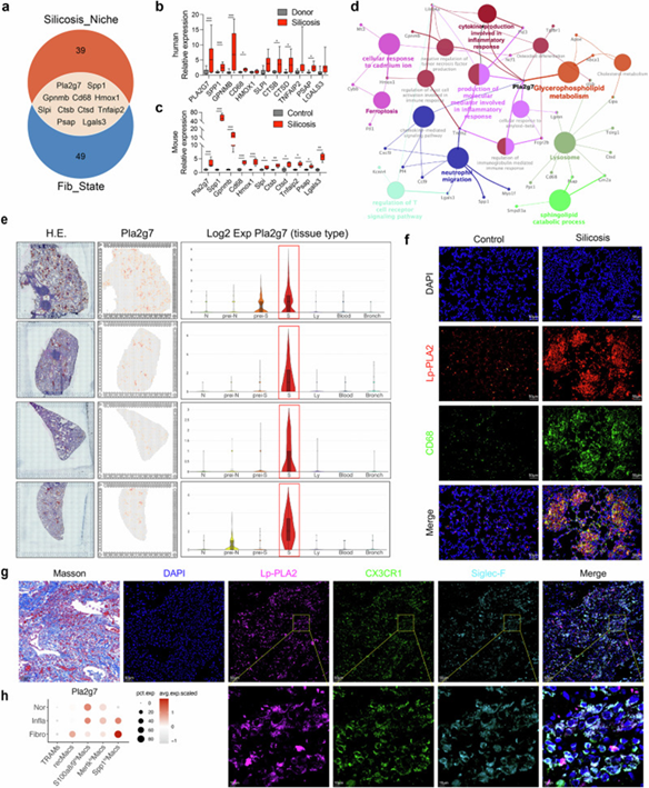 Pla2g7基因的持续表达对硅肺小鼠中Spp1hiMacs的促纤维化机制至关重要