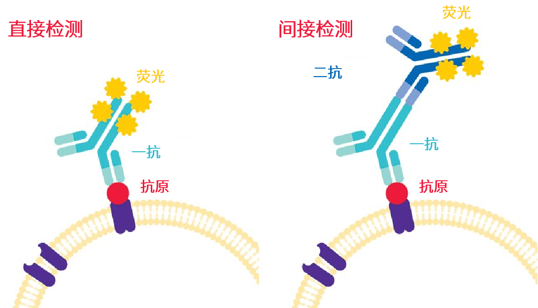 抗体作用原理示意图