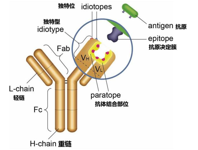 抗原抗体结合原理示意图