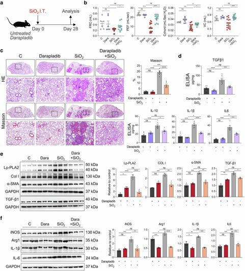Lp-PLA2特异性口服抑制剂达拉普拉迪布可保护小鼠免受SiO₂暴露引起的肺纤维化