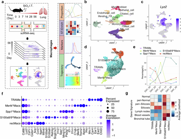 通过scRNA-Seq 和 ST-seq 分析硅肺中巨噬细胞簇和组织微环境的异质性