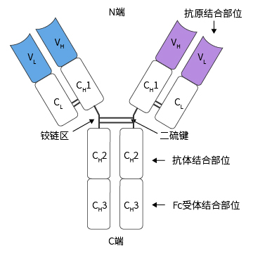 抗体结构