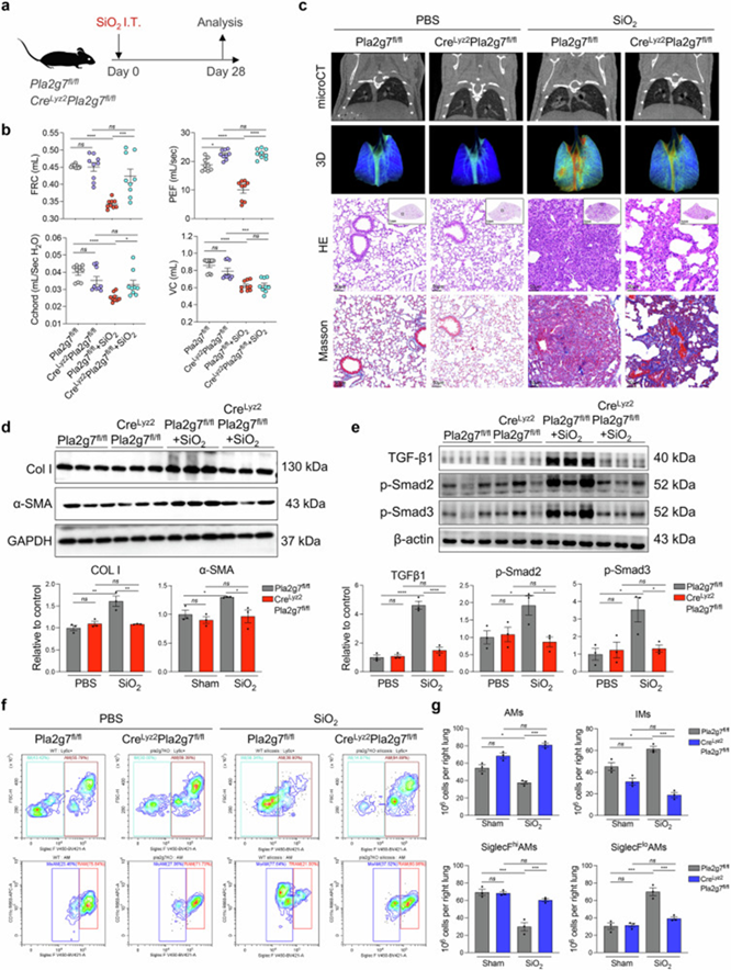 巨噬细胞特异性Pla2g7基因敲除对小鼠矽肺纤维化和巨噬细胞亚群的影响